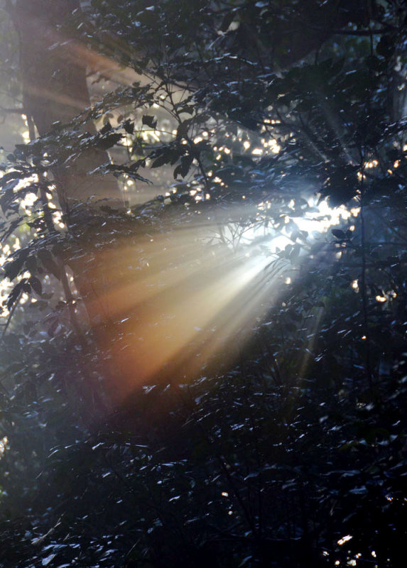 morning light