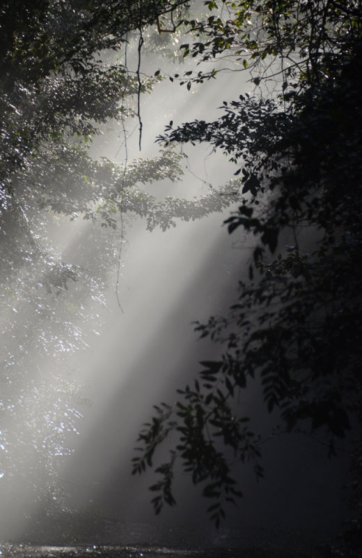 forest trail