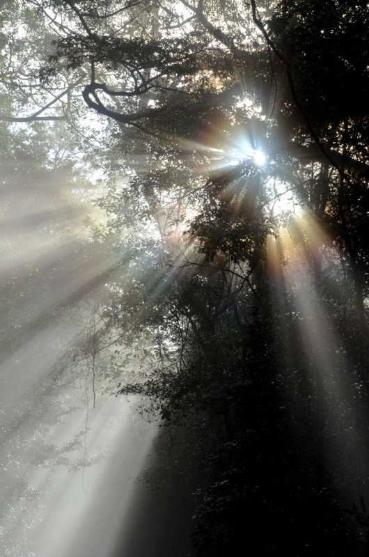 morning light