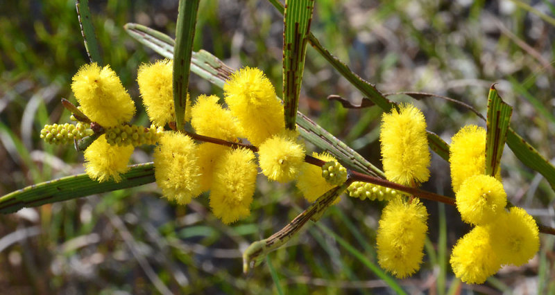 Whites Wattle (Acacia whitei)