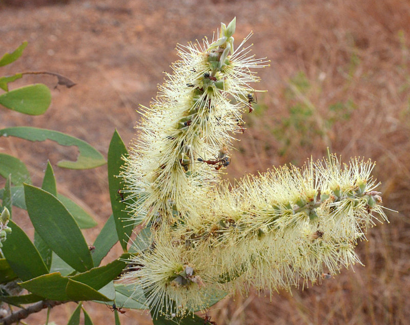 Yellow-barked Paperbark (Melaleuca nervosa)