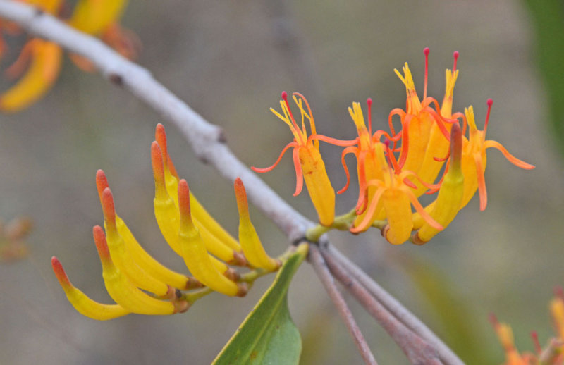 Orange Mistletoe (Dendrophthoe glabrescens)