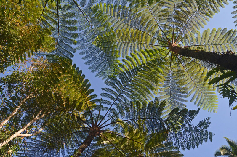 tree-ferns