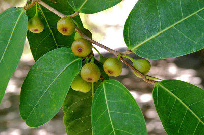 fig in fruit