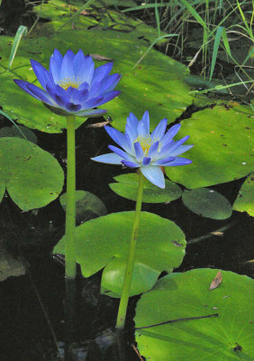 Blue Water-lily (Nymphaea violacea)