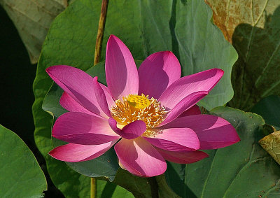 Lotus Lily (Nelumbo nucifer)