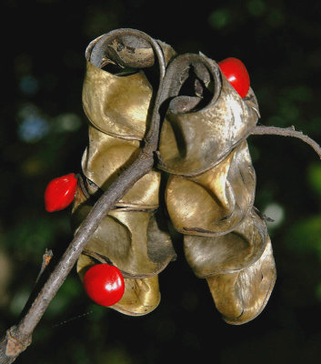 Red Bead Tree (Adenanthera pavonina)