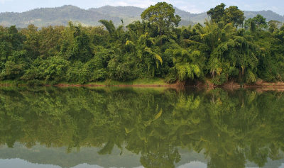 bamboo reflections