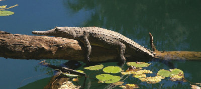 Freshwater Crocodile