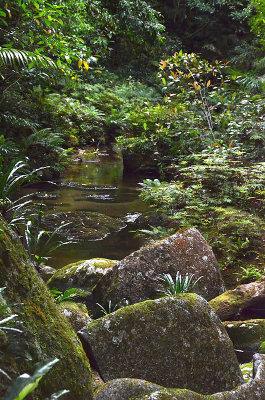 cloud forest stream Mt Lewis