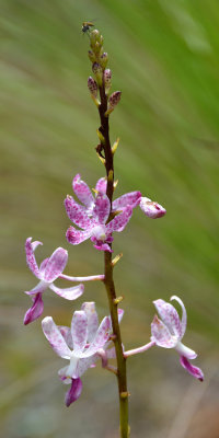 Leafy Hyacinth Orchid (Dipodium ensifolium)