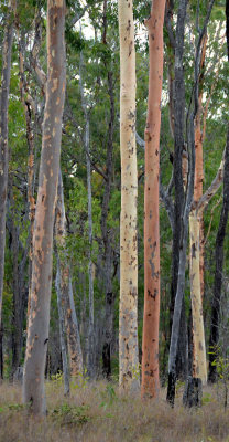 forest with Lemon-scented Gum