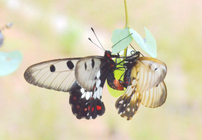 Clearwing Swallowtails mating