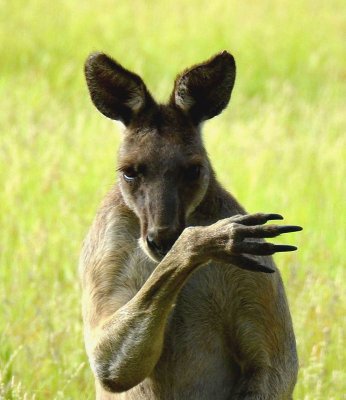 Eastern Grey Kangaroo male