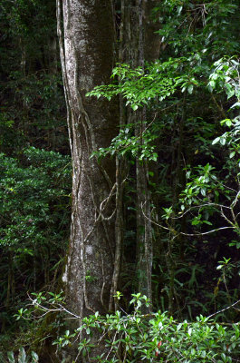 rainforest tree with lianes