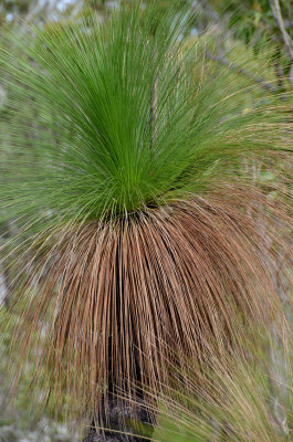 Northern Forest Grass-tree (Xanthorrhoea johnsonii)
