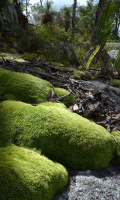 moss-scape
