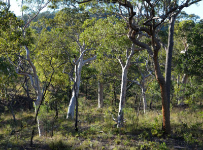 tropical woodland with Pumpkin Gum