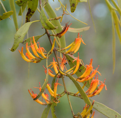 Orange Mistletoe (Dendrophthoe glabrescens)