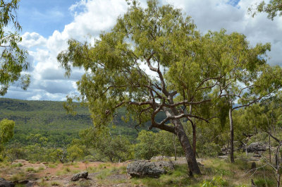 Blotchy Bloodwood (Corymbia stockeri)