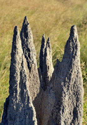 meridional termite mound (Amitermes laurensis)