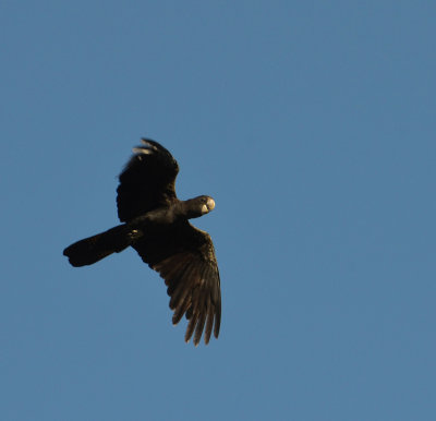 Red-tailed Black-cockatoo