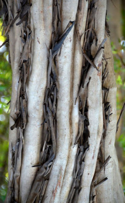 Weeping Ti-tree (Leptospermum madidum)