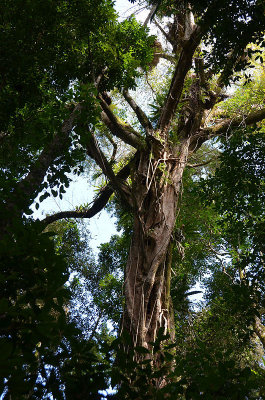 lowland rainforest tree