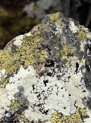 lichen on boulder