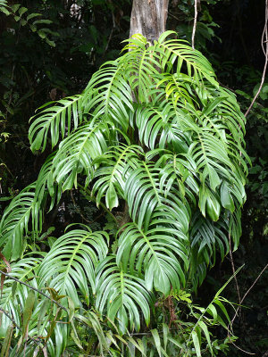 Native Monstera (Epipremnum pinnatum)