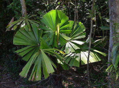Mission Beach Fan-palm (Licuala ramsayi var. ramsayi)