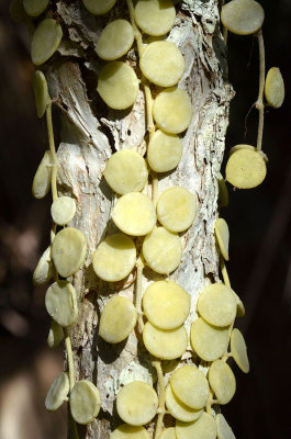 Button Orchid (Dischidia nummularia)