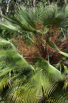 Northern Fan-palm (Livistona muelleri)