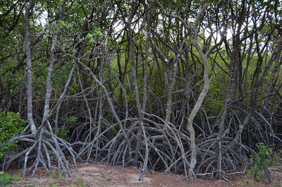 stilt-rooted mangroves