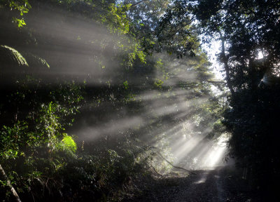 forest trail