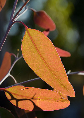 eucalypt leaves