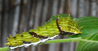 Orchard Swallowtail caterpillar