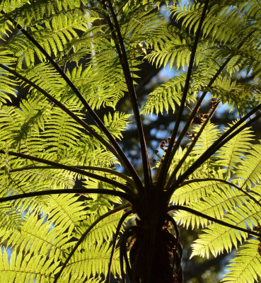 tree-fern