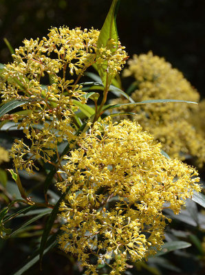 Tropical Pomaderris (Pomaderris argyrophylla)