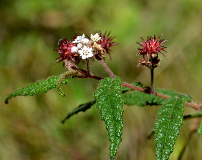 Kerrawang (Rulingia dasyphylla)