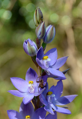 a sun-orchid (Thelymitra sp) with spider