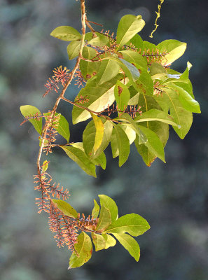 Austral Oak (Helicia australasica)
