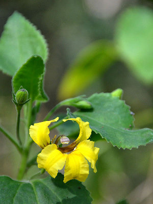 Large-flowered Goodenia (Goodenia grandiflora)