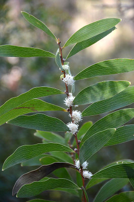 Hakea plurinervia