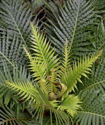 fern species unknown