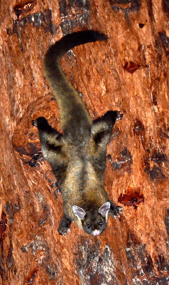 Yellow-bellied Glider