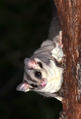 Sugar Glider