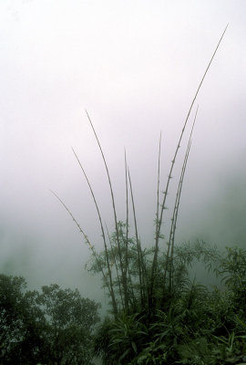 Bolivia bamboo in the mist