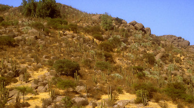 Chile vegetation north of Santiago