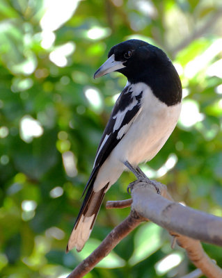 Pied Butcherbird